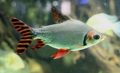 招財貓和龍魚吃什么飼料：招財貓與龍魚的飲食探秘，習性、選擇與喂養要點 招財貓和龍魚吃什么飼料：招財貓與龍魚的飲食探秘，習性、選擇與喂養要點 龍魚百科 第3張