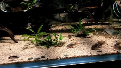 招財貓和龍魚能養一起嗎：招財貓與龍魚，吉祥寓意下的奇妙聯動