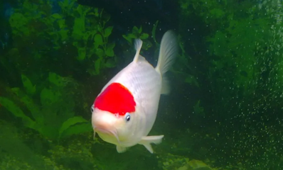 招財貓和龍魚能養一起嗎：招財貓與龍魚，吉祥寓意下的奇妙聯動