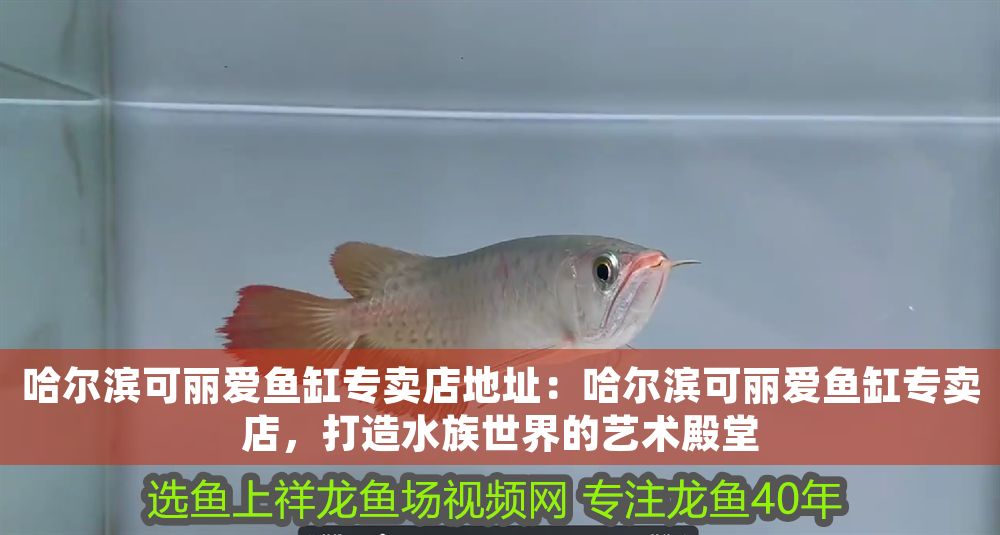 哈爾濱可麗愛魚缸專賣店地址：哈爾濱可麗愛魚缸專賣店，打造水族世界的藝術殿堂