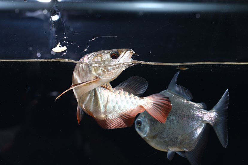 鶴壁水族館李亞四投喂 李亞四龍魚 第2張 鶴壁水族館李亞四投喂 鶴壁水族館李亞四投喂 李亞四龍魚 第2張