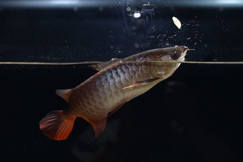 鶴壁水族館李亞四投喂 李亞四龍魚 第4張 鶴壁水族館李亞四投喂 鶴壁水族館李亞四投喂 李亞四龍魚 第4張