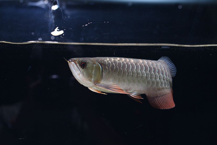 鶴壁水族館李亞四投喂 李亞四龍魚 第7張 鶴壁水族館李亞四投喂 鶴壁水族館李亞四投喂 李亞四龍魚 第7張