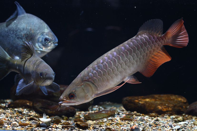 鶴壁水族館李亞四投喂 鶴壁水族館李亞四投喂 李亞四龍魚 第8張