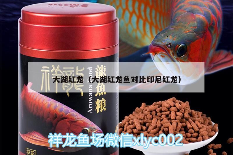 大湖紅龍（大湖紅龍魚對比印尼紅龍）