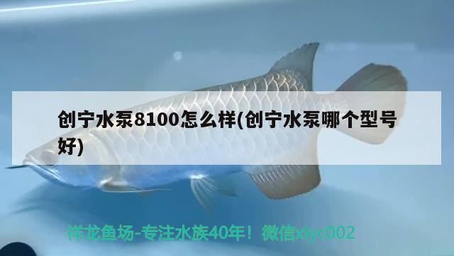 創寧水泵8100怎么樣(創寧水泵哪個型號好)