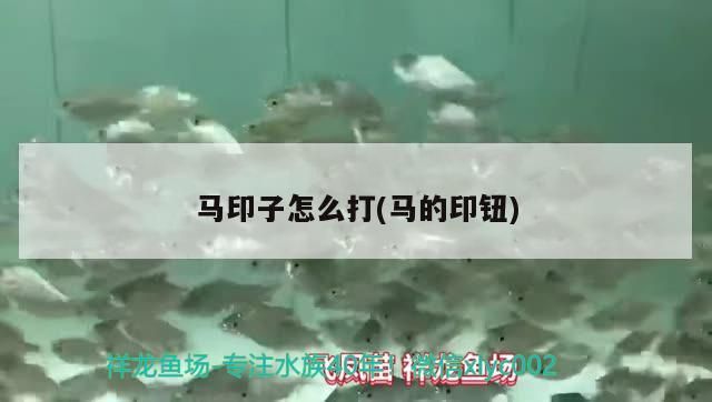 龍魚怕什么 馬印子怎么打(馬的印鈕) 馬印水族 馬印子怎么打(馬的印鈕) 馬印子怎么打(馬的印鈕) 馬印水族