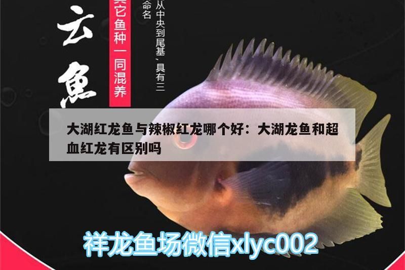 大湖紅龍魚與辣椒紅龍哪個好:大湖龍魚和超血紅龍有區別嗎