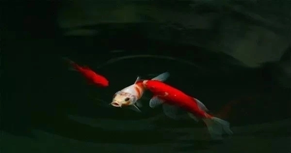 招財龍魚圖片欣賞大全：招財龍魚，水中靈韻，視覺盛宴