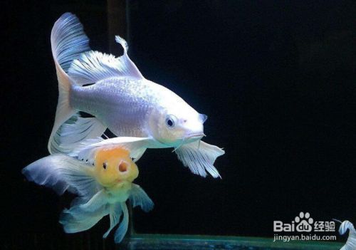 蝴蝶鯉魚好養嗎（蝴蝶鯉魚的飼養要點） 蝴蝶鯉魚好養嗎（蝴蝶鯉魚的飼養要點） 蝴蝶鯉百科 第2張