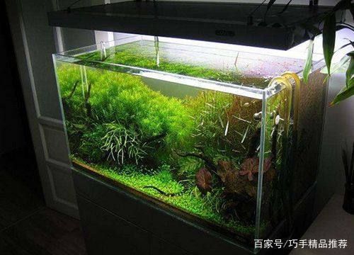 龍魚缸換水要加鹽嗎為什么，給龍魚缸換水時是否需要加鹽取決于多種因素