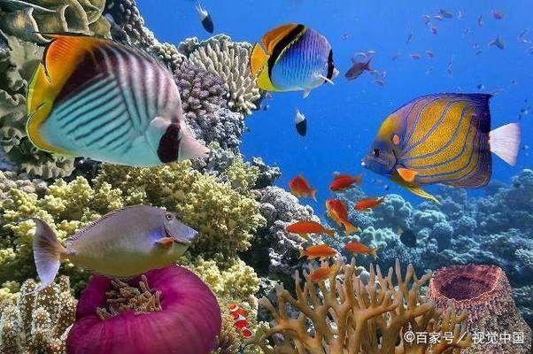 龍魚缸換水要加鹽嗎為什么，給龍魚缸換水時是否需要加鹽取決于多種因素