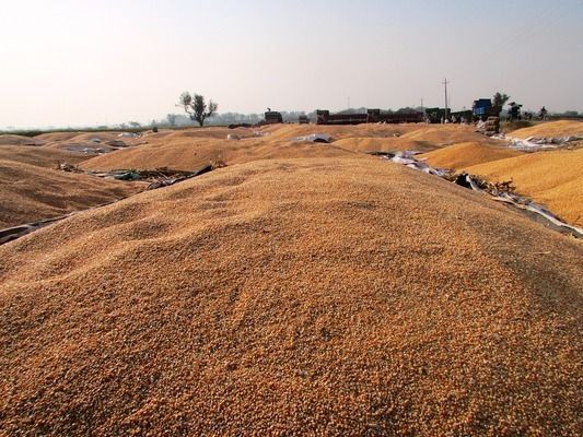 龍魚吃蝦好消化嗎vs祥龍魚場：龍魚吃蝦好消化嗎？