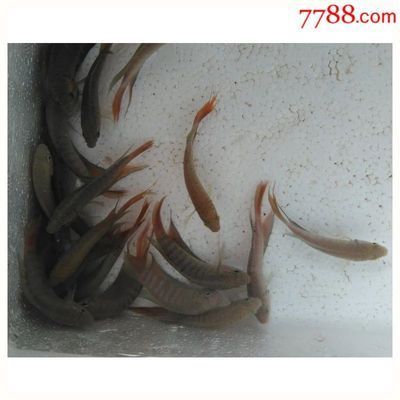 觀賞魚交易平臺哪個好用（如何選擇觀賞魚交易平臺）
