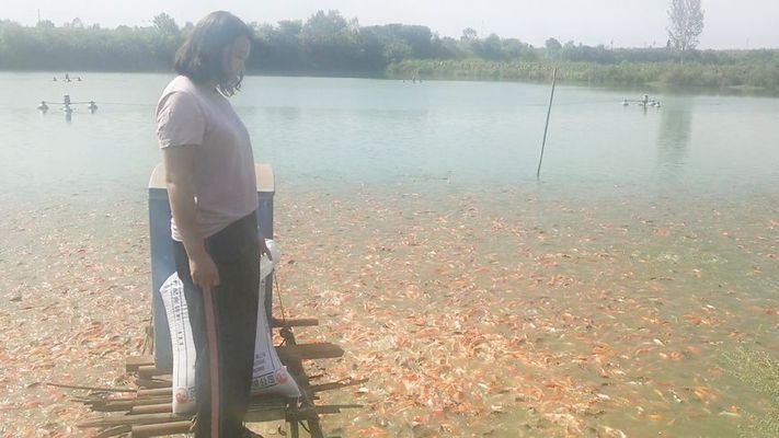 觀賞魚海魚貴嗎知乎（世界上最貴的觀賞魚） 觀賞魚海魚貴嗎知乎（世界上最貴的觀賞魚） 龍年龍魚 第3張