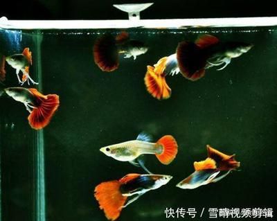 招財龍魚擺放位置圖：招財龍魚擺放位置的講究與奧秘