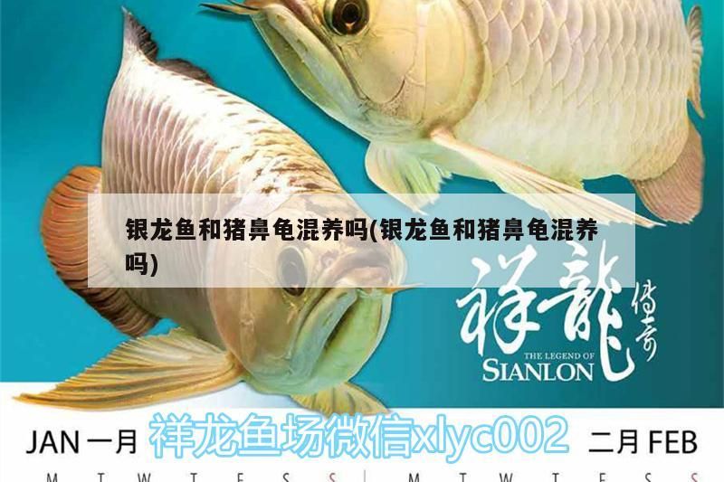 銀龍魚和豬鼻龜混養嗎(銀龍魚和豬鼻龜混養嗎)