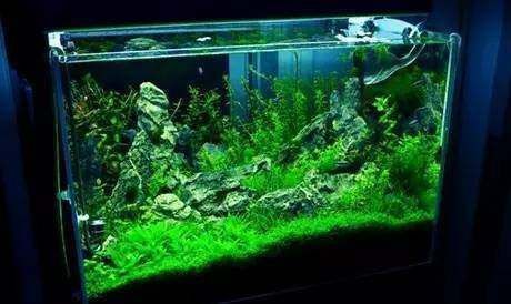 魚缸過濾器材，如何維護魚缸過濾器材魚缸過濾器的選購技巧