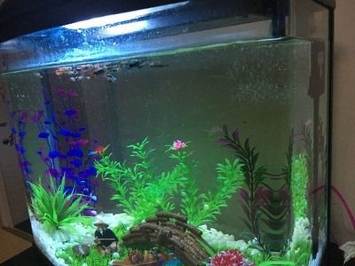 80的魚缸可以養(yǎng)多少條小魚：80的魚缸適合養(yǎng)什么魚