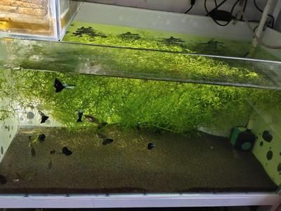 80的魚缸可以養(yǎng)多少條小魚：80的魚缸適合養(yǎng)什么魚