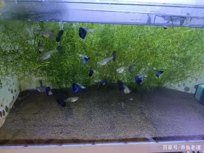 80的魚缸可以養(yǎng)多少條小魚：80的魚缸適合養(yǎng)什么魚