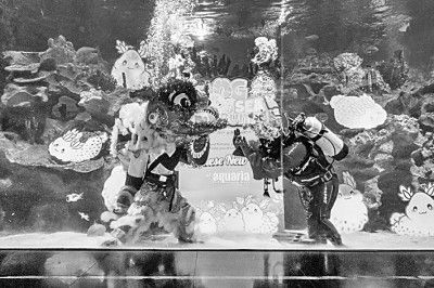 水族館開業做什么活動（水族館開業優惠活動）