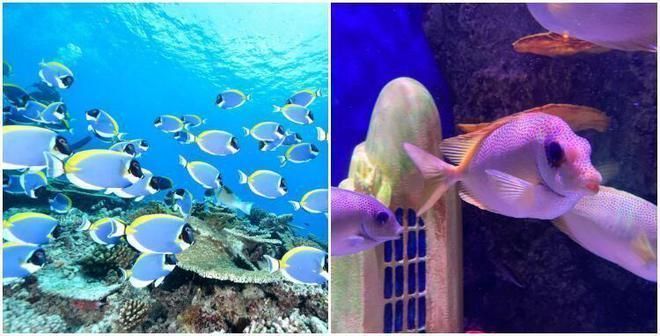 水族館開業做什么活動（水族館開業優惠活動）
