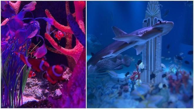 水族館開業做什么活動（水族館開業優惠活動）