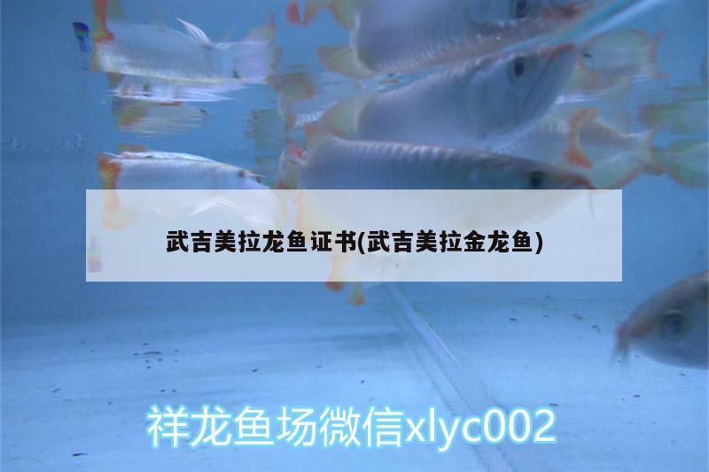 武吉美拉龍魚證書(武吉美拉金龍魚)