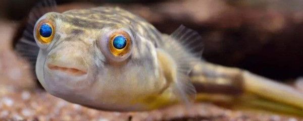 龍魚不吃東西是什么原因vs祥龍魚場(chǎng)：龍魚不吃東西可能由多種原因引起