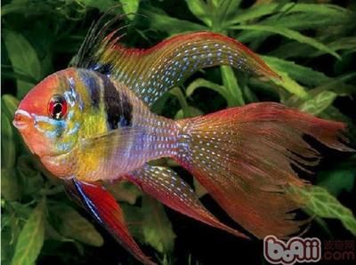 招財金龍魚圖片與價格大全圖解：招財金龍魚，圖片與價格全解析，探尋水族世界的璀璨明珠