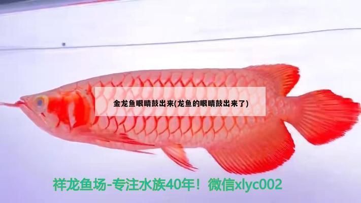 金龍魚繁殖期飼料新鮮度判斷：金龍魚繁殖期的飼料選擇和新鮮度判斷尤為重要