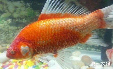 招財金龍魚如何擺放好看圖片：招財金龍魚的擺放美學，打造家居風水與視覺的雙重盛宴