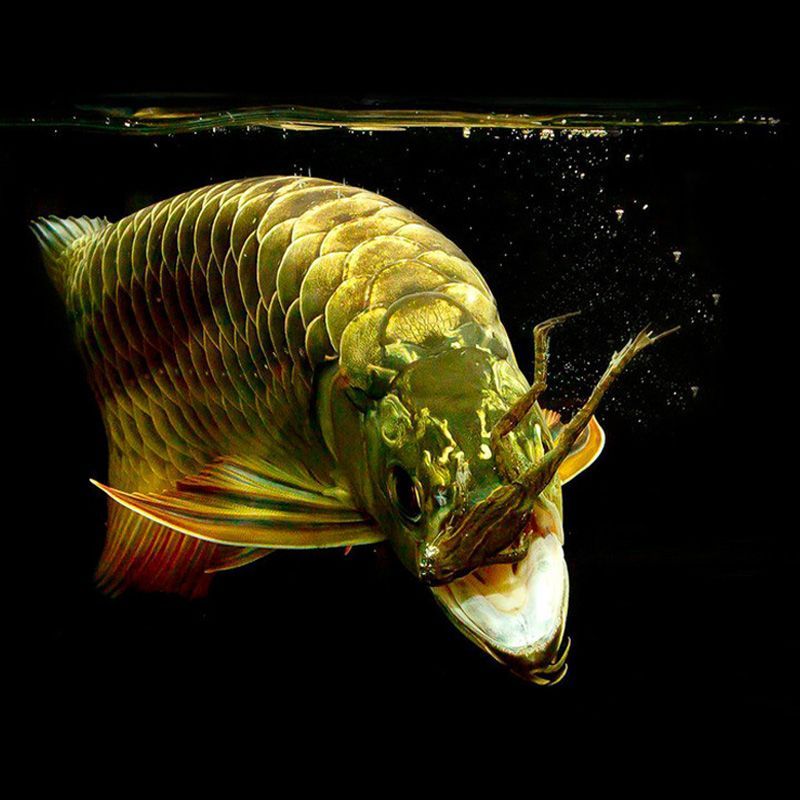 擂臺(tái)賽赤元素VS龍魚(yú)之家