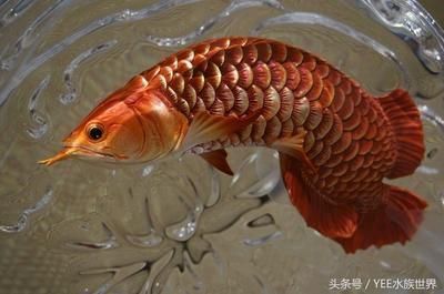 招財(cái)金龍魚價(jià)格多少錢一條：招財(cái)金龍魚價(jià)格全解析，探尋水下黃金的價(jià)值奧秘