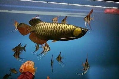 印尼虎魚算不算風水魚：印尼虎魚算不算風水魚呢？