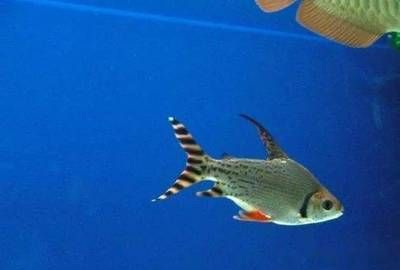 印尼虎魚算不算風水魚：印尼虎魚算不算風水魚呢？