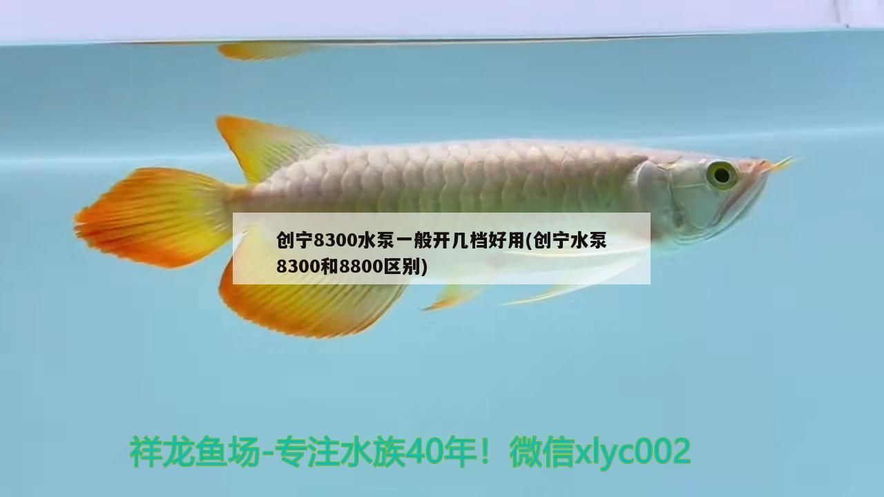 創寧8300水泵一般開幾檔好用(創寧水泵8300和8800區別)