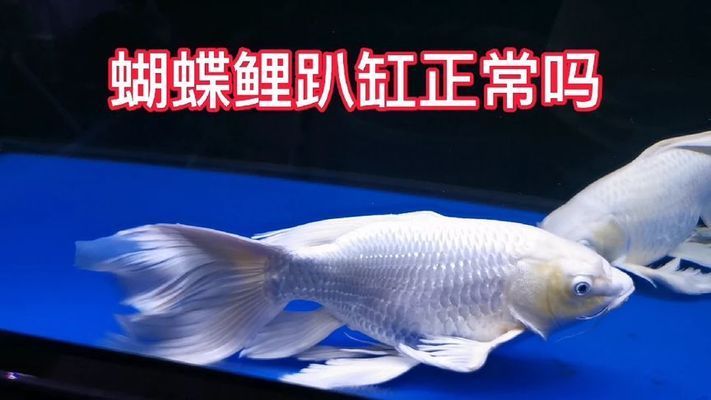 蝴蝶鯉趴缸底什么原因（蝴蝶鯉趴缸底怎么辦）