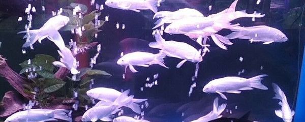 蝴蝶鯉趴缸底什么原因（蝴蝶鯉趴缸底怎么辦）