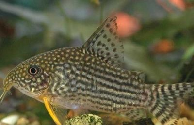 招財(cái)金龍魚多少錢一條圖片大全視頻講解：招財(cái)金龍魚，價(jià)格、圖片與視頻全解析