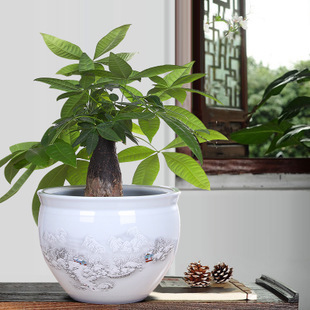 龍魚的芯片證書是什么(龍魚之家龍魚芯片查詢)