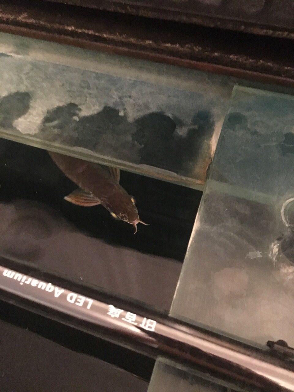 看看這怎么了？ 看看這怎么了？ 錦鯉魚百科 第2張