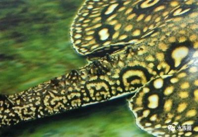 魟魚脫落的毒刺還有毒嗎能吃嗎：魟魚脫落的毒刺在短期內(nèi)可能會有一定的毒性殘留 魟魚脫落的毒刺還有毒嗎能吃嗎：魟魚脫落的毒刺在短期內(nèi)可能會有一定的毒性殘留 魟魚百科 第3張