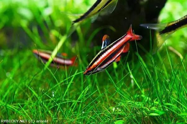 招財金龍魚擺件怎么放置：招財金龍魚擺件的擺放之道