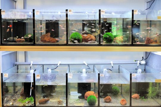 380魚(yú)缸造景一般什么價(jià)位：380魚(yú)缸造景價(jià)格