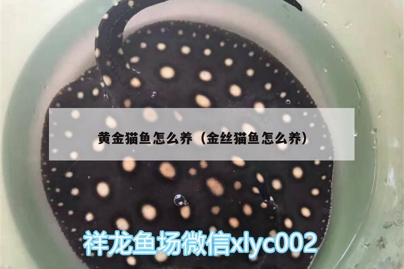 黃金貓魚怎么養（金絲貓魚怎么養）