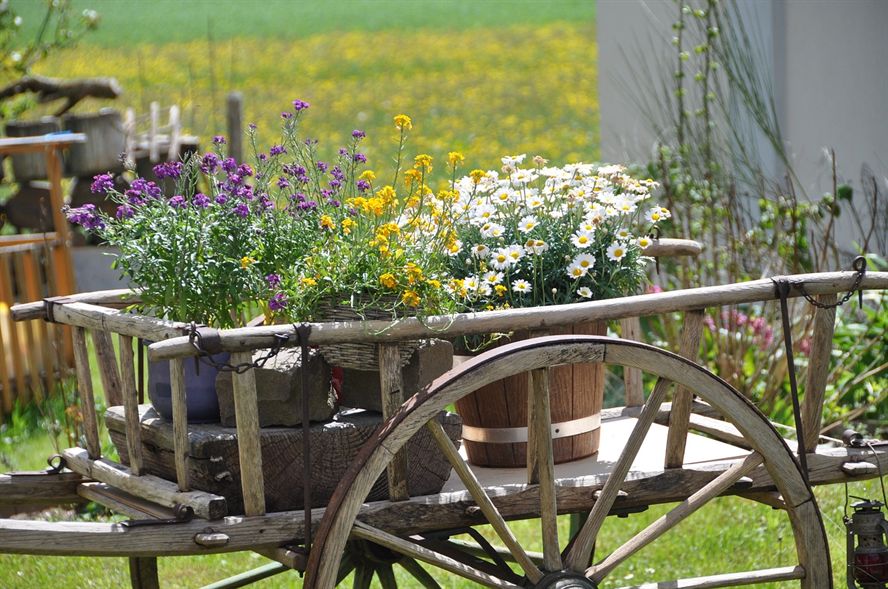 元寶魚（元寶魚好養活嗎）