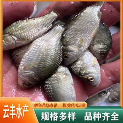 觀賞魚銷售模式（觀賞魚的銷售模式） 觀賞魚銷售模式（觀賞魚的銷售模式） 一方水族 第1張