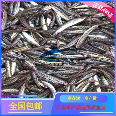 觀賞魚銷售模式（觀賞魚的銷售模式） 觀賞魚銷售模式（觀賞魚的銷售模式） 一方水族 第4張